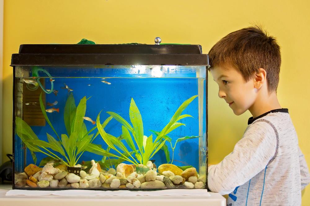 Zwakheid Interpersoonlijk Proficiat Is a Nano Aquarium Right for Me? | Pros vs. Cons of Small Fish Tanks –  Aquarium Co-Op