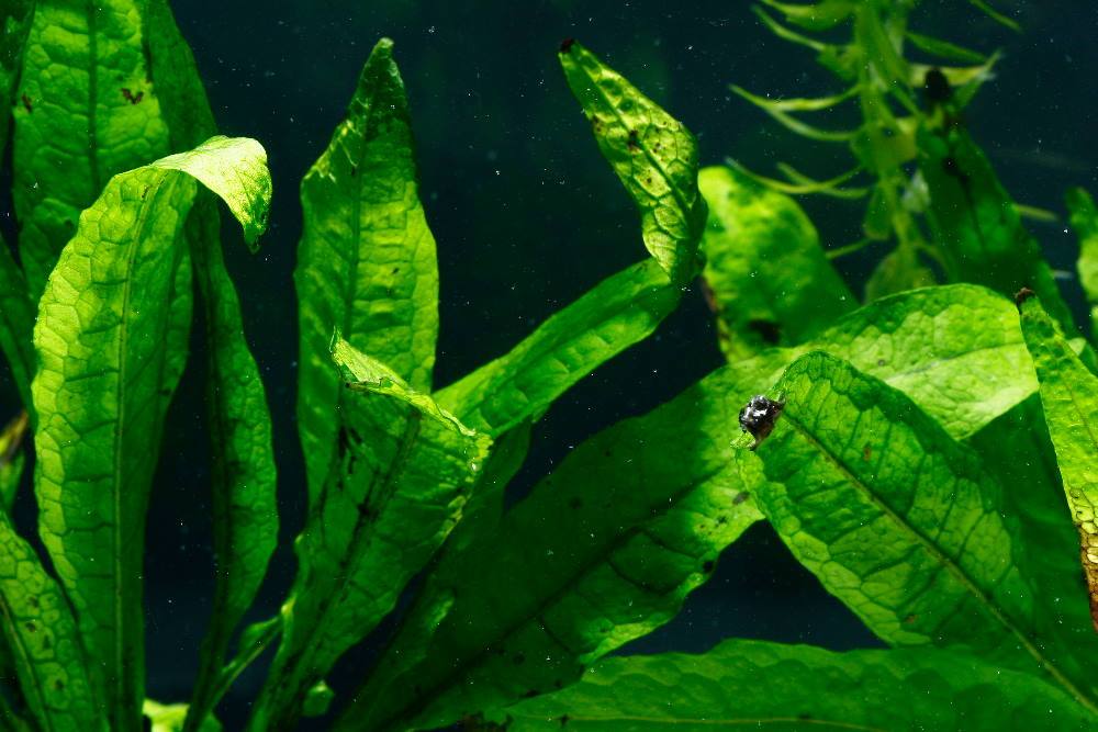 Care Guide for Java Fern – Easy and Hardy Aquarium Plant for Beginners – Aquarium Co-Op