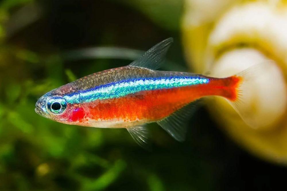Care Guide for Neon and Cardinal Tetras | Beginner Schooling Fish
– Aquarium Co-Op