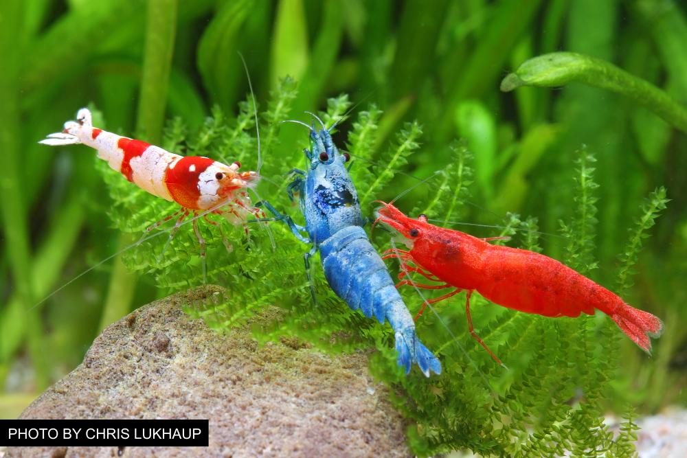 Overview Freshwater Dwarf Shrimp – Popular Types, Care, Diet & More – Aquarium Co-Op