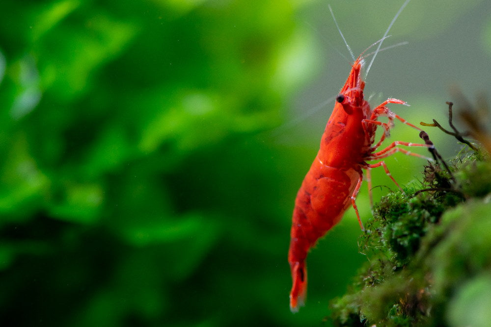 Red Cherry Shrimp (Neocaridina davidi) Home – Aquarium Co-Op