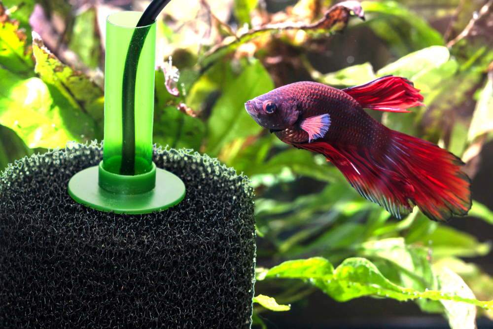 Ambtenaren Pardon troosten Aquarium Sponge Filters: The Easiest Fish Tank Filter Ever – Aquarium Co-Op