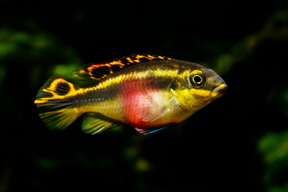 Top 10 Cichlids We Love to Keep in 29-Gallon Fish Tanks
– Aquarium Co-Op