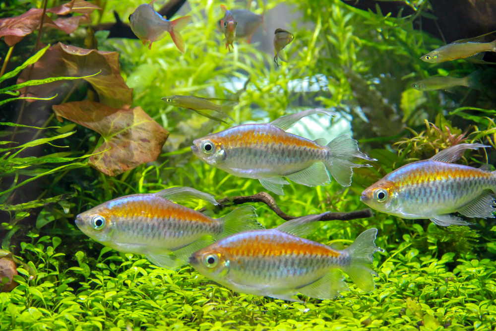 prettiest tetras