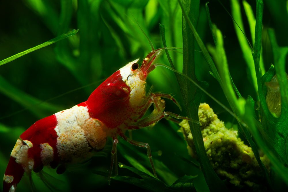 Top 5 Shrimp for Freshwater Aquariums That You to Try – Aquarium Co-Op