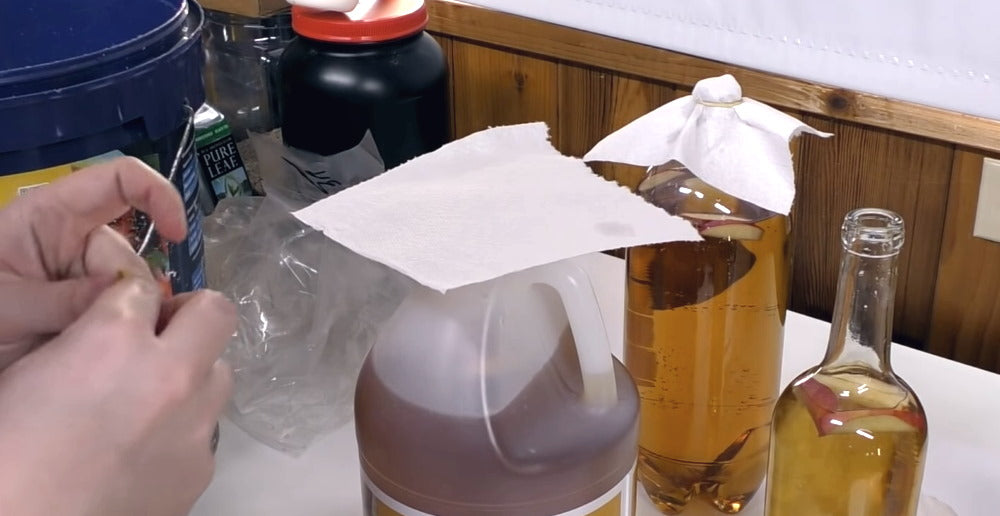 Use paper towel to cover vinegar eel culture