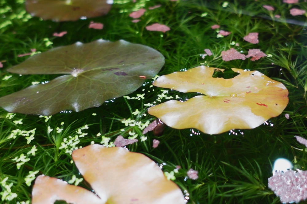 Aquarium lily pads