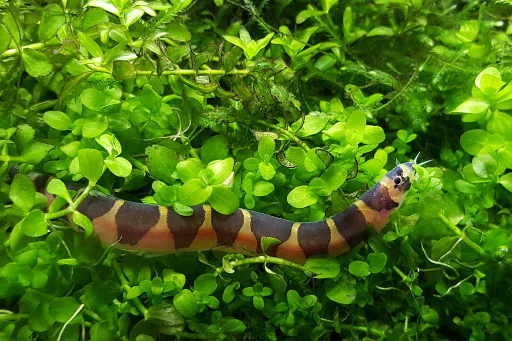 Kuhli loach