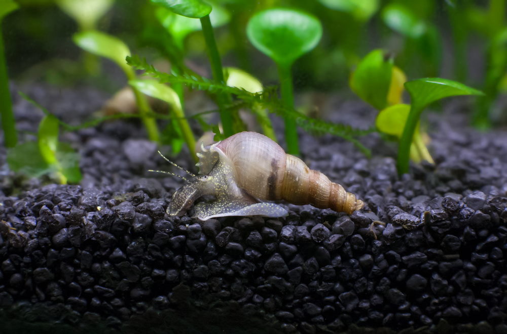 Malaysian trumpet snail