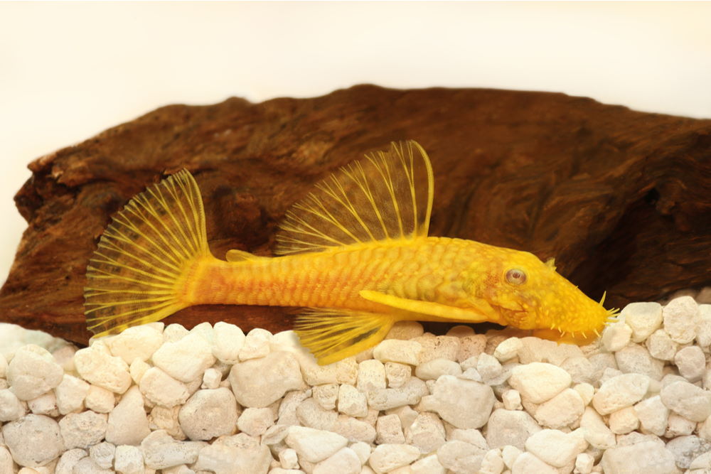 Male albino bristlenose pleco