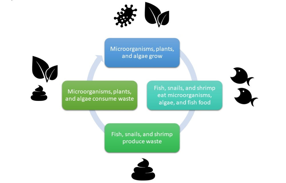 Aquarium nitrogen cycle