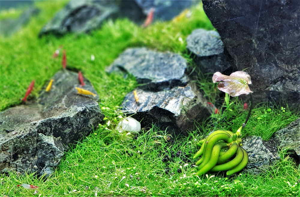 aquarium banana plant with cherry shrimp
