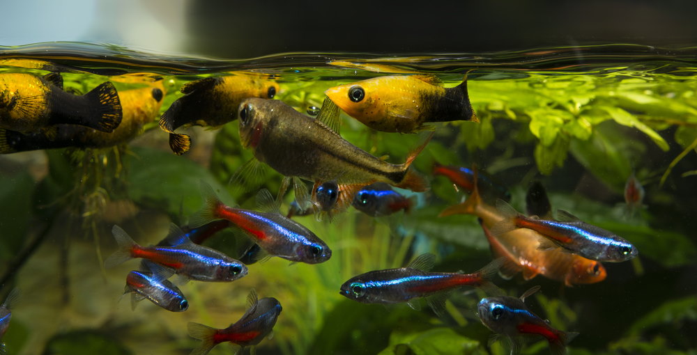 aquarium fish getting ready to eat