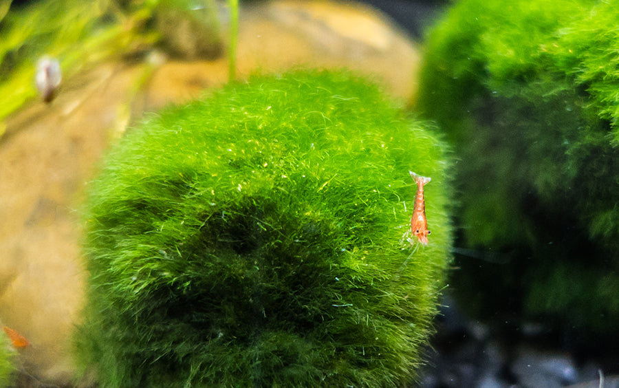 baby cherry shrimp