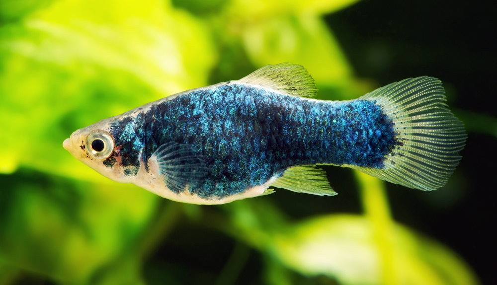 blue platy fish