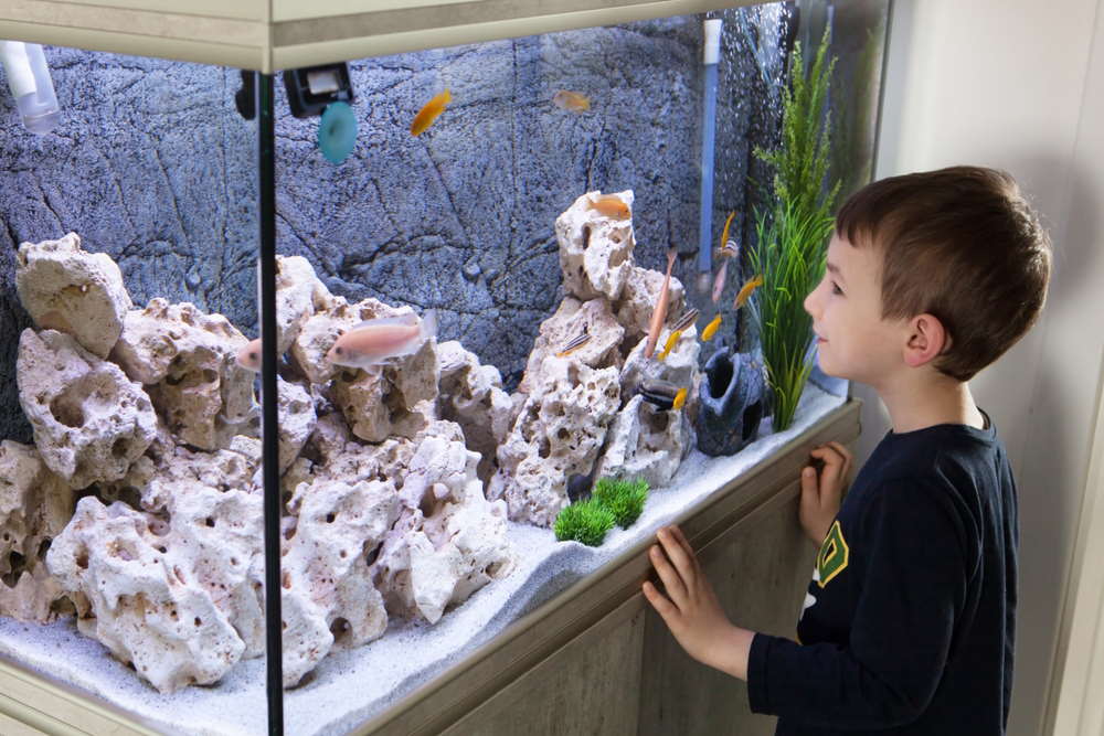 boy enjoying cichlid tank