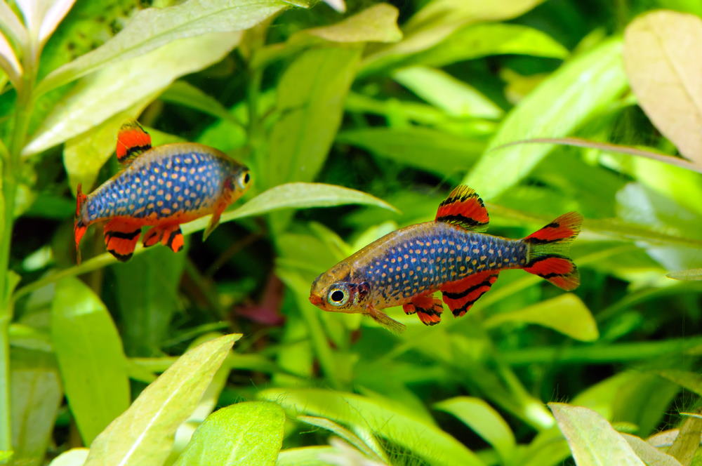 Celestial pearl danios