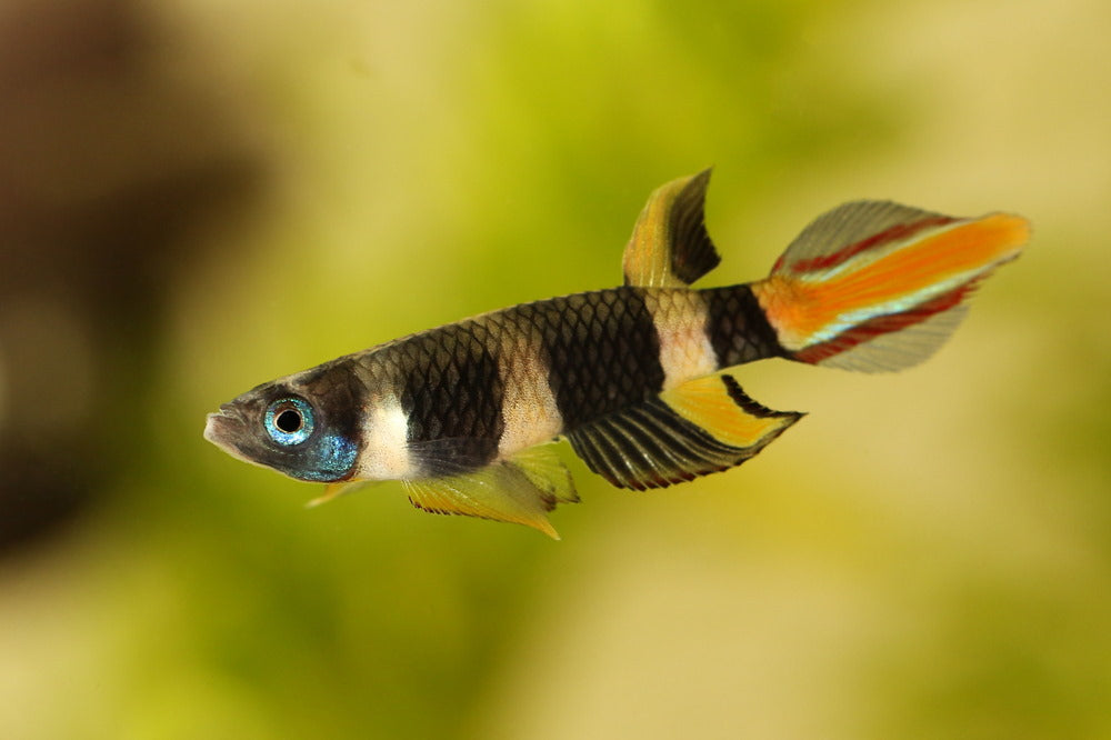 Clown Killifish