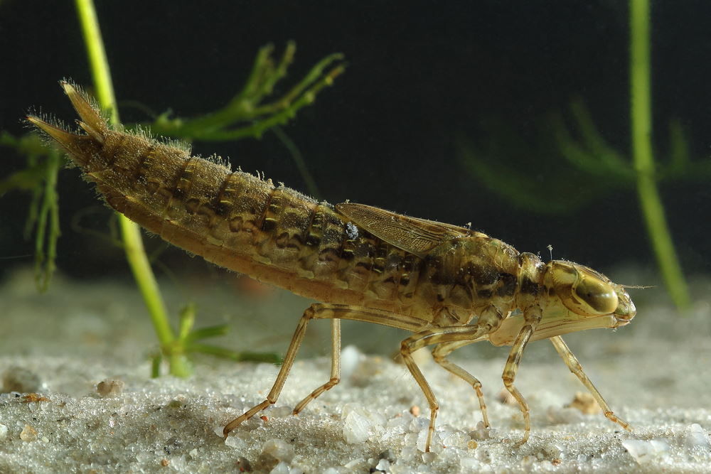 dragonfly larva