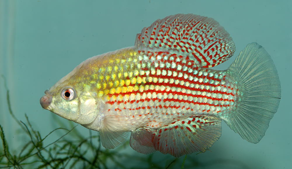 Florida flagfish