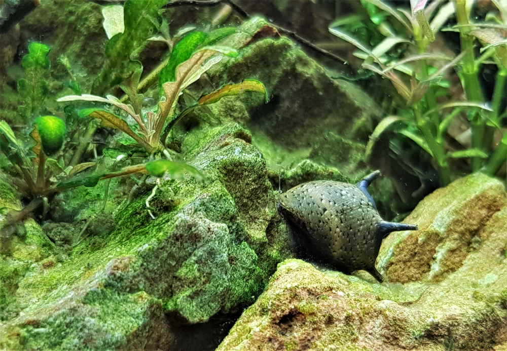 nerite snail