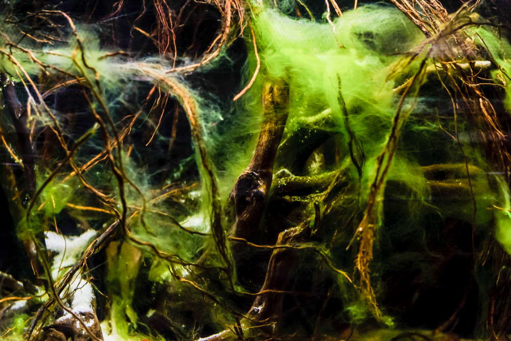 hair algae