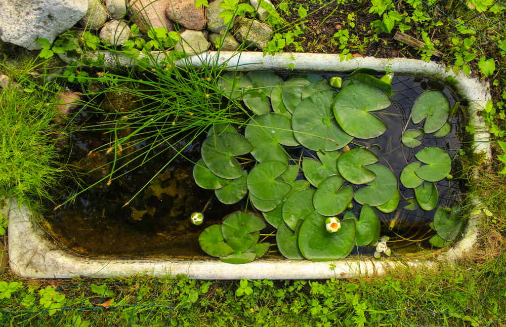 inground mini pond