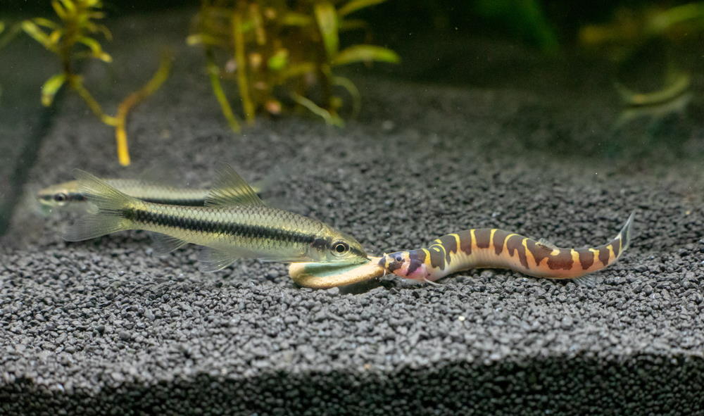 kuhli loach eating wafer