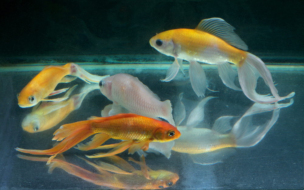 lethargic goldfish