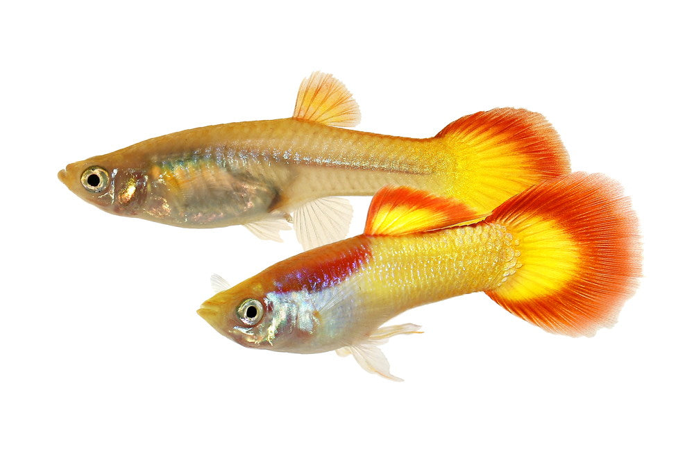 male and female guppy pair
