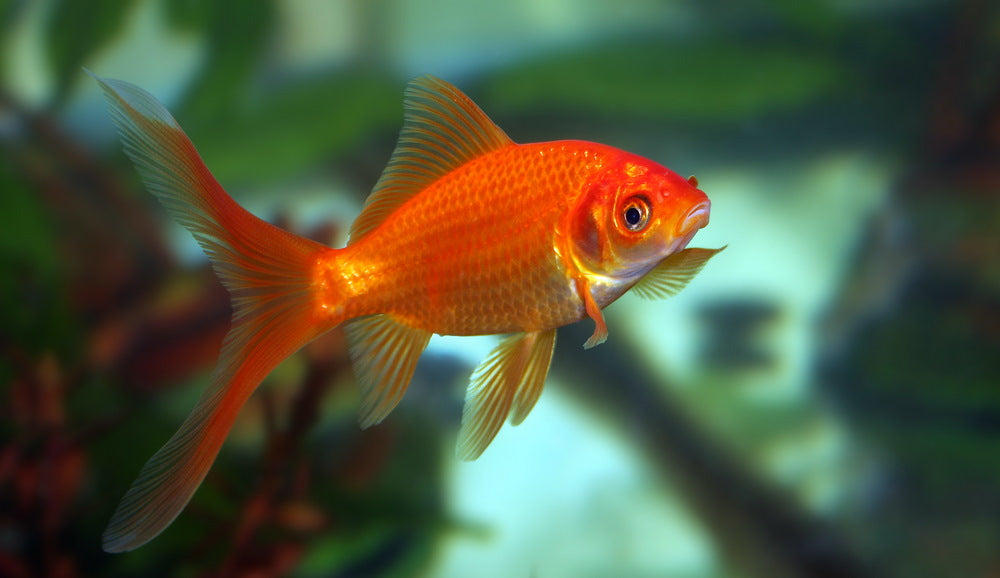 orange common goldfish