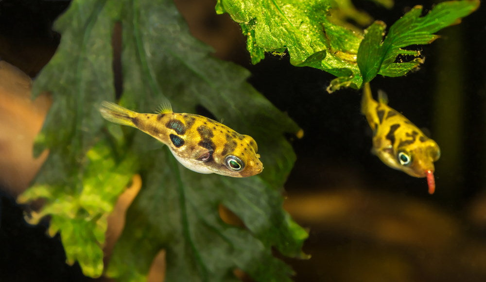 pea puffer in a planted tank