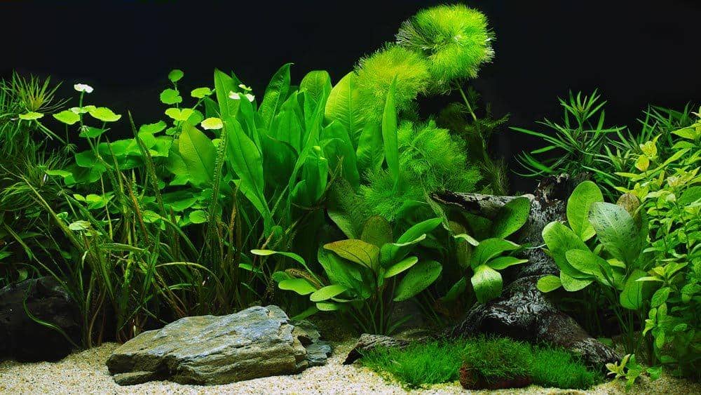 planted fish tank