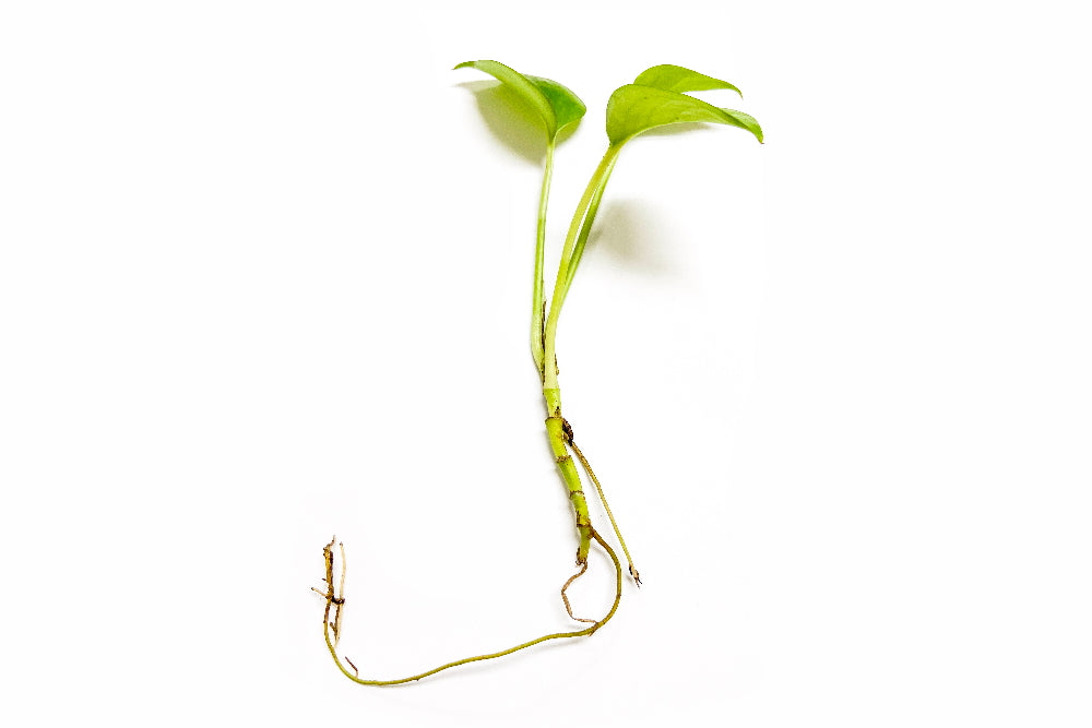 pothos plantlet