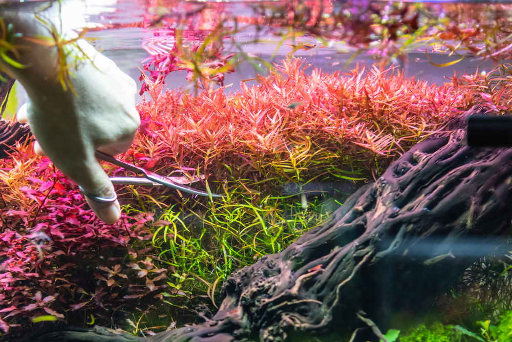 pruning aquarium