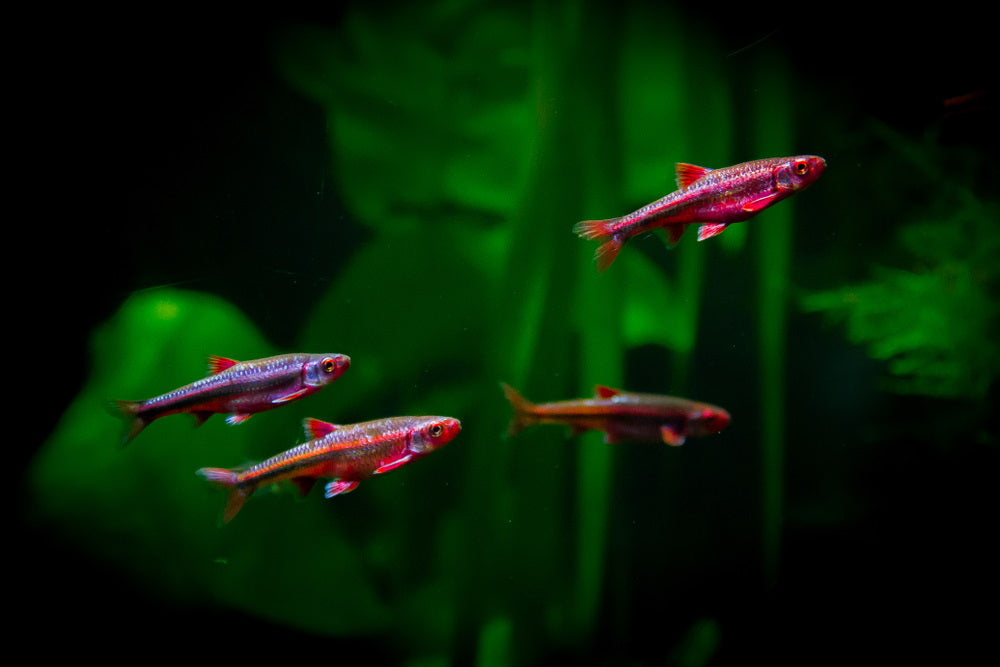 Rainbow Shiner