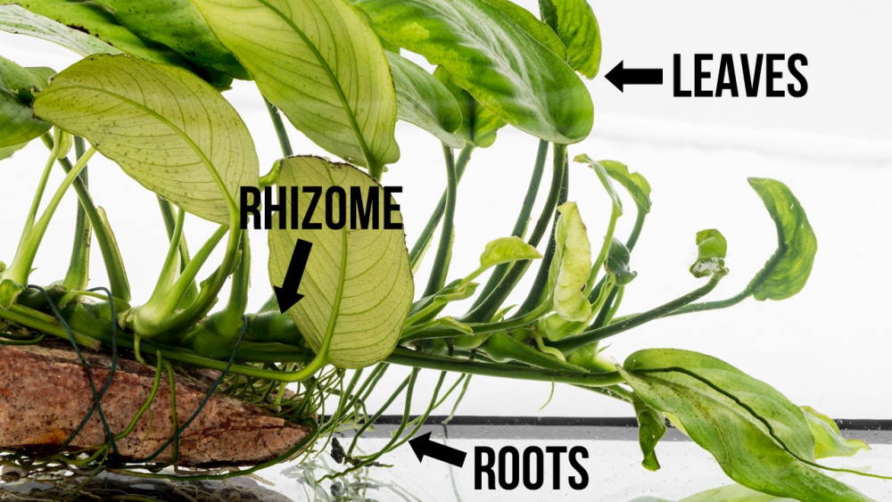 rhizome diagram
