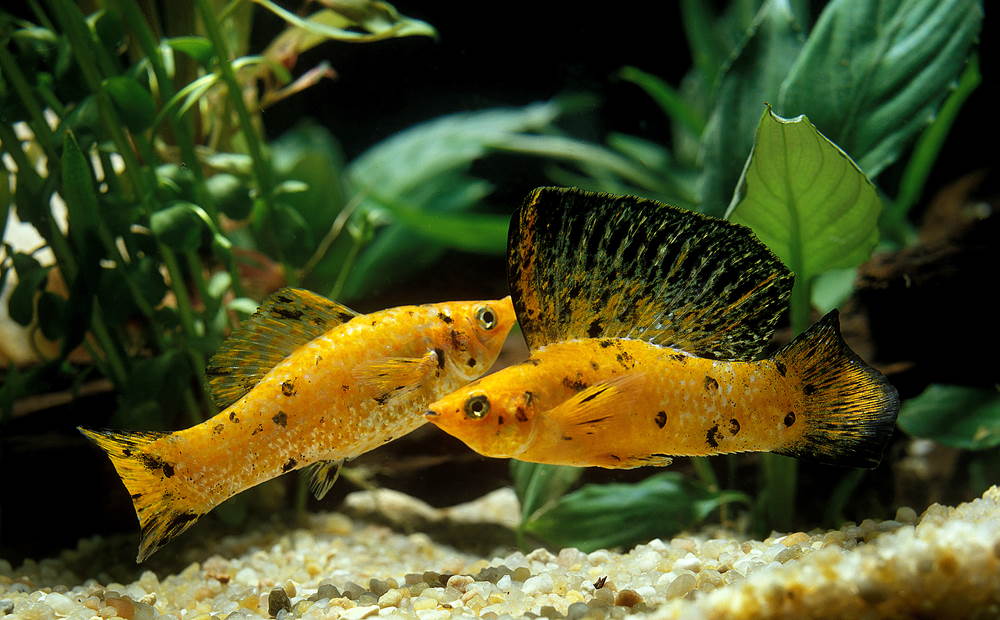 sailfin molly