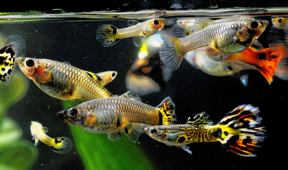 guppies of different ages and genders