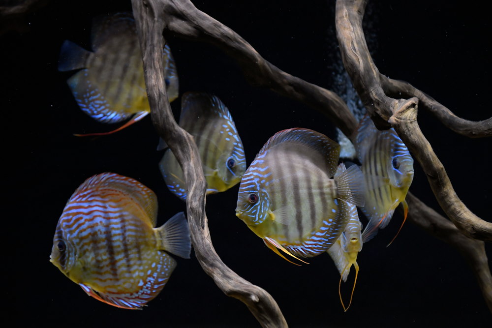 discus fish swimming among driftwood