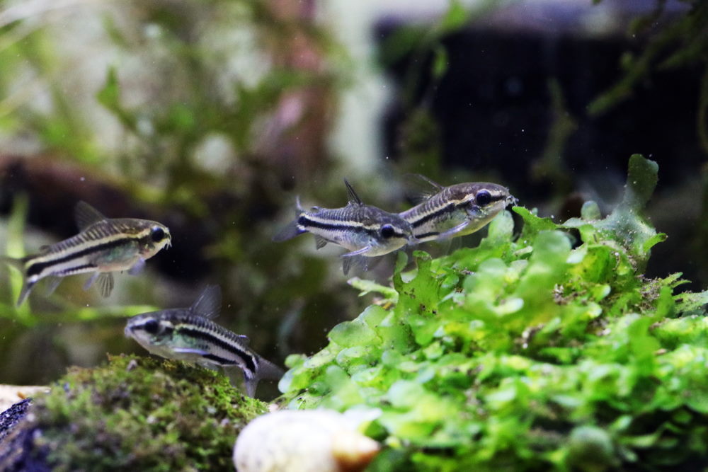 Group of pygmy corydoras