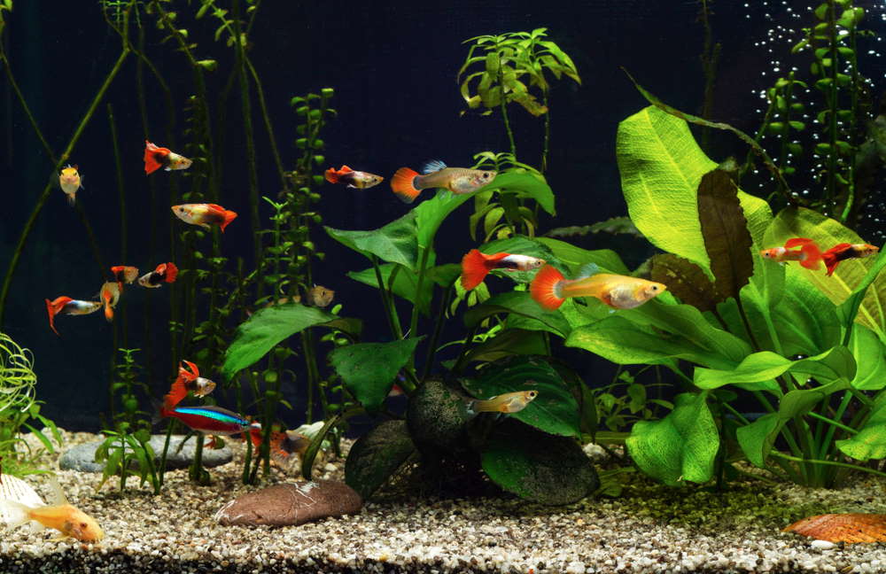community tank with guppies