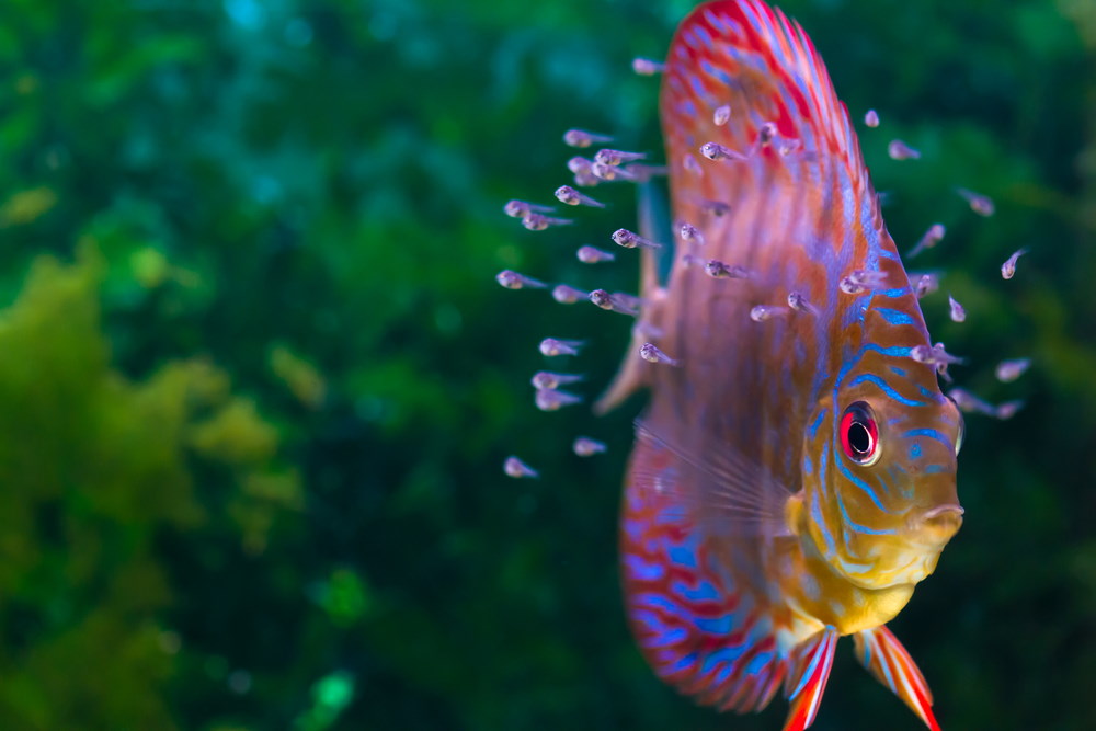 discus fish surrounded with fry