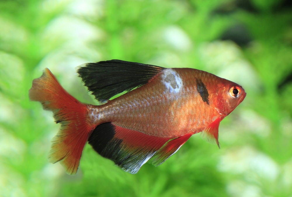 Long finned serpae tetra with possible fungal infection