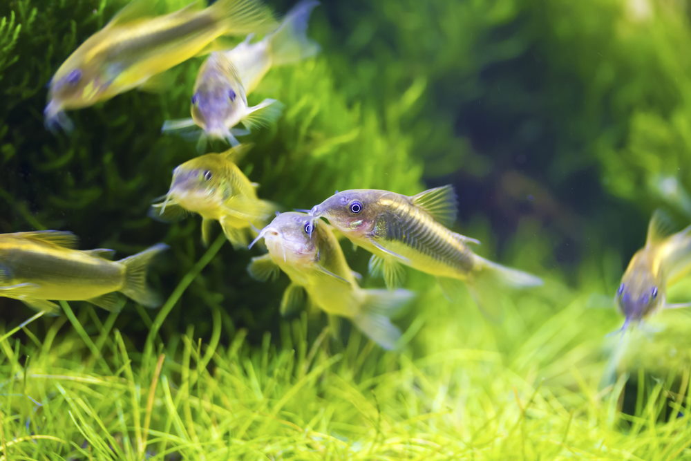 Group of bronze corydoras (Corydoras aeneus)