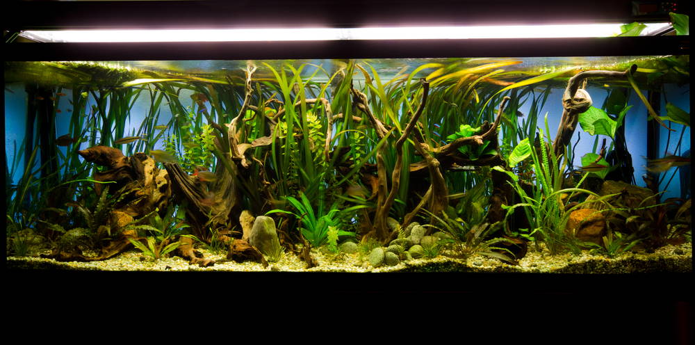 Planted aquarium with vallisneria in the background