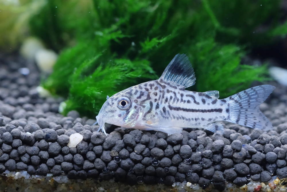 Leopard Cory Catfish