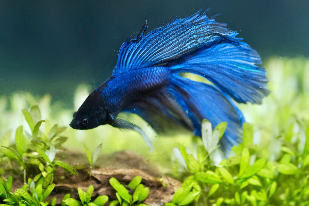 Blue male betta fish in a planted aquarium with carpeting plants