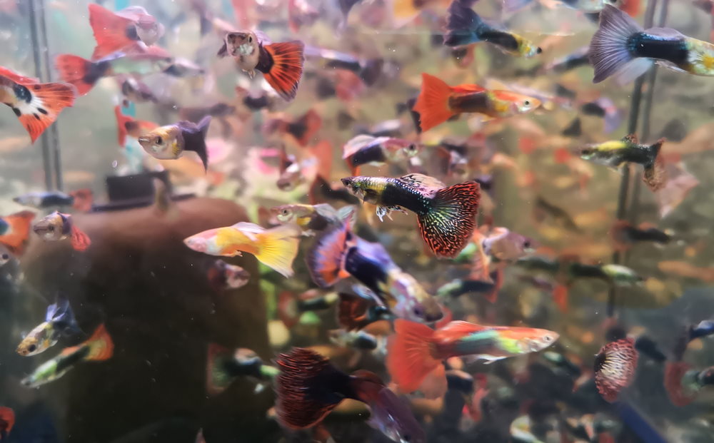 tons of guppies