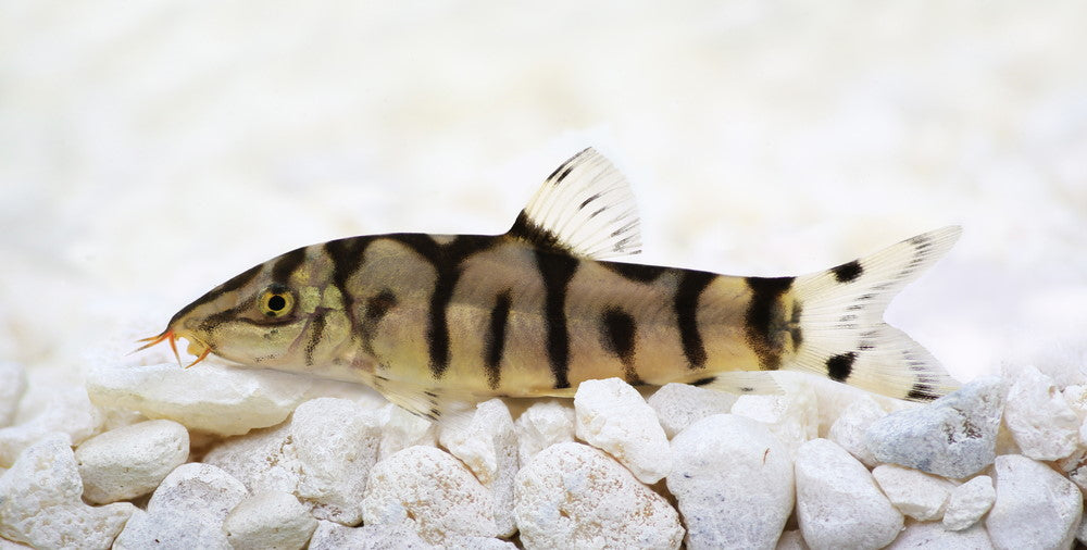 yoyo loach